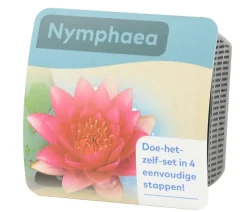 Teichpflanzen Komplett-Set Seerose, 6-teilig