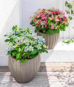 Teller-Hortensie, ca. 40-45 cm