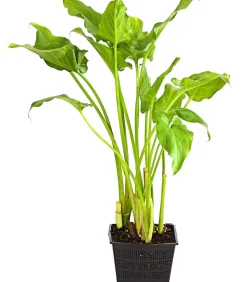 Äthiopische Calla