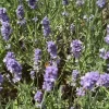 Thompson & Morgan Samen Französischer Lavendel
