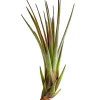 Tillandsie - Tillandsia cultivars klein, verschiedene Sorten