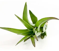 Tillandsie - Tillandsia cultivars klein, verschiedene Sorten