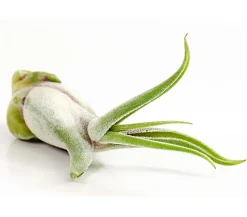Tillandsie - Tillandsia cultivars klein, verschiedene Sorten