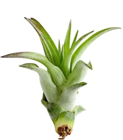 Tillandsie - Tillandsia cultivars klein, verschiedene Sorten