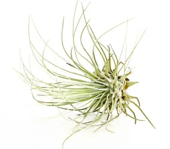 Tillandsie - Tillandsia cultivars klein, verschiedene Sorten