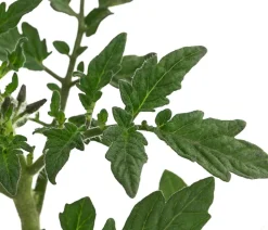 Tomate 'Harzfeuer'