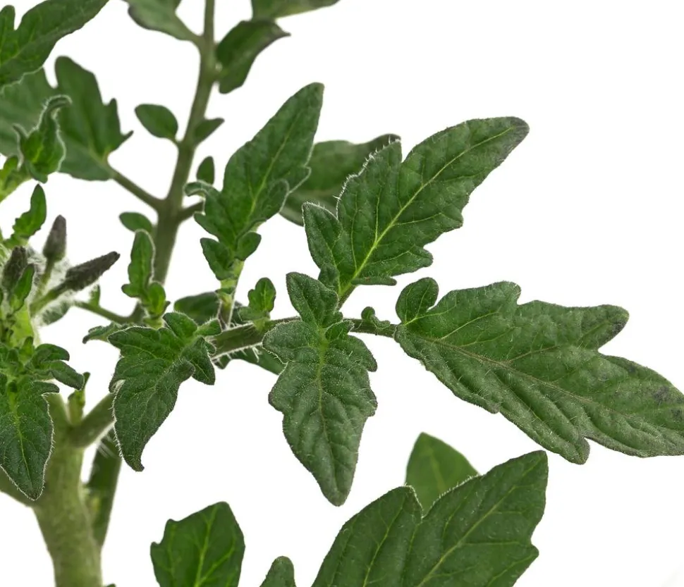 Tomate 'Harzfeuer'