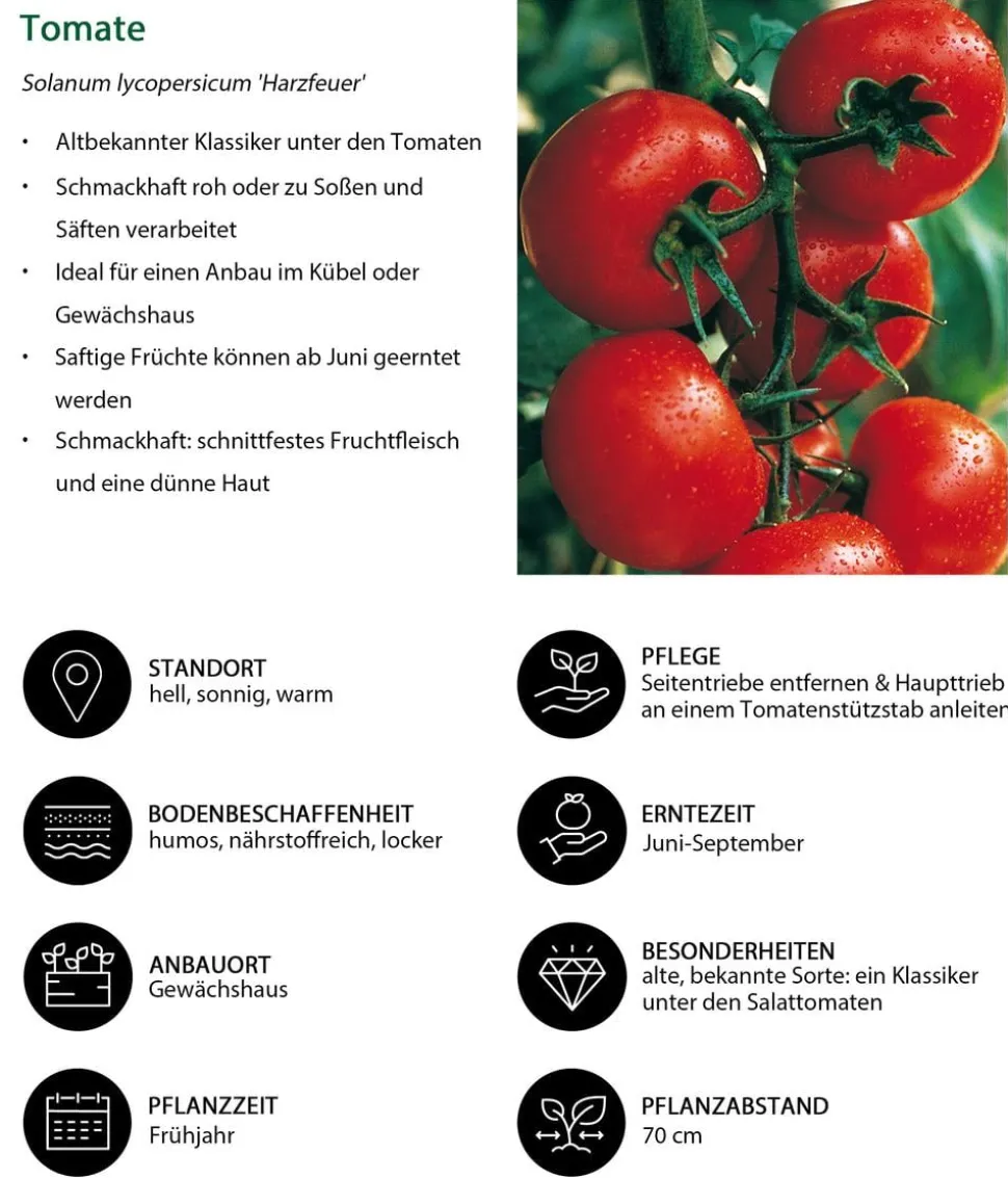 Tomate 'Harzfeuer'
