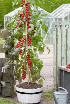 TomTato® Tomatenkartoffel