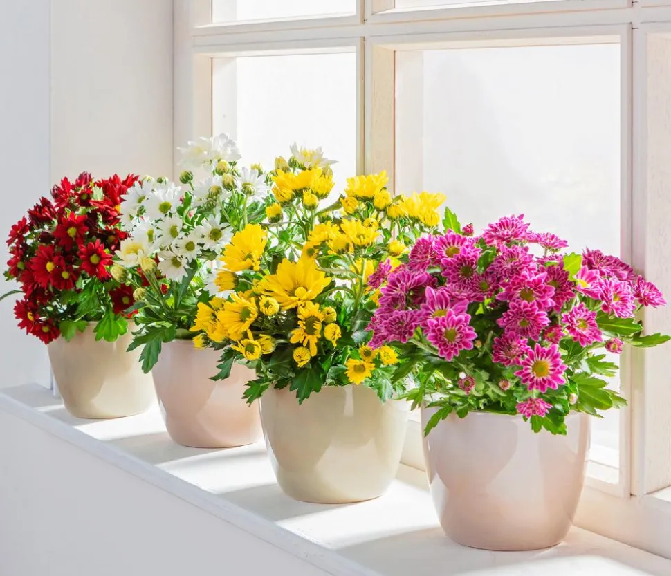 Topf-Chrysantheme, verschiedene Farben