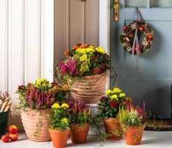 Topf-Chrysantheme, verschiedene Farben