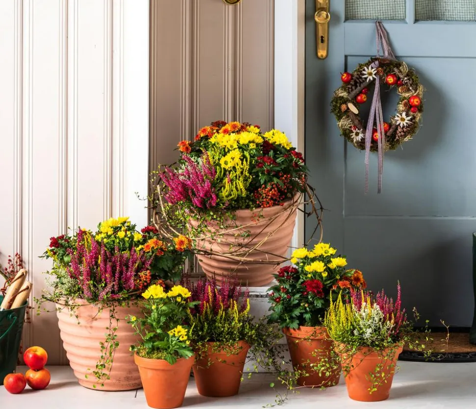 Topf-Chrysantheme, verschiedene Farben