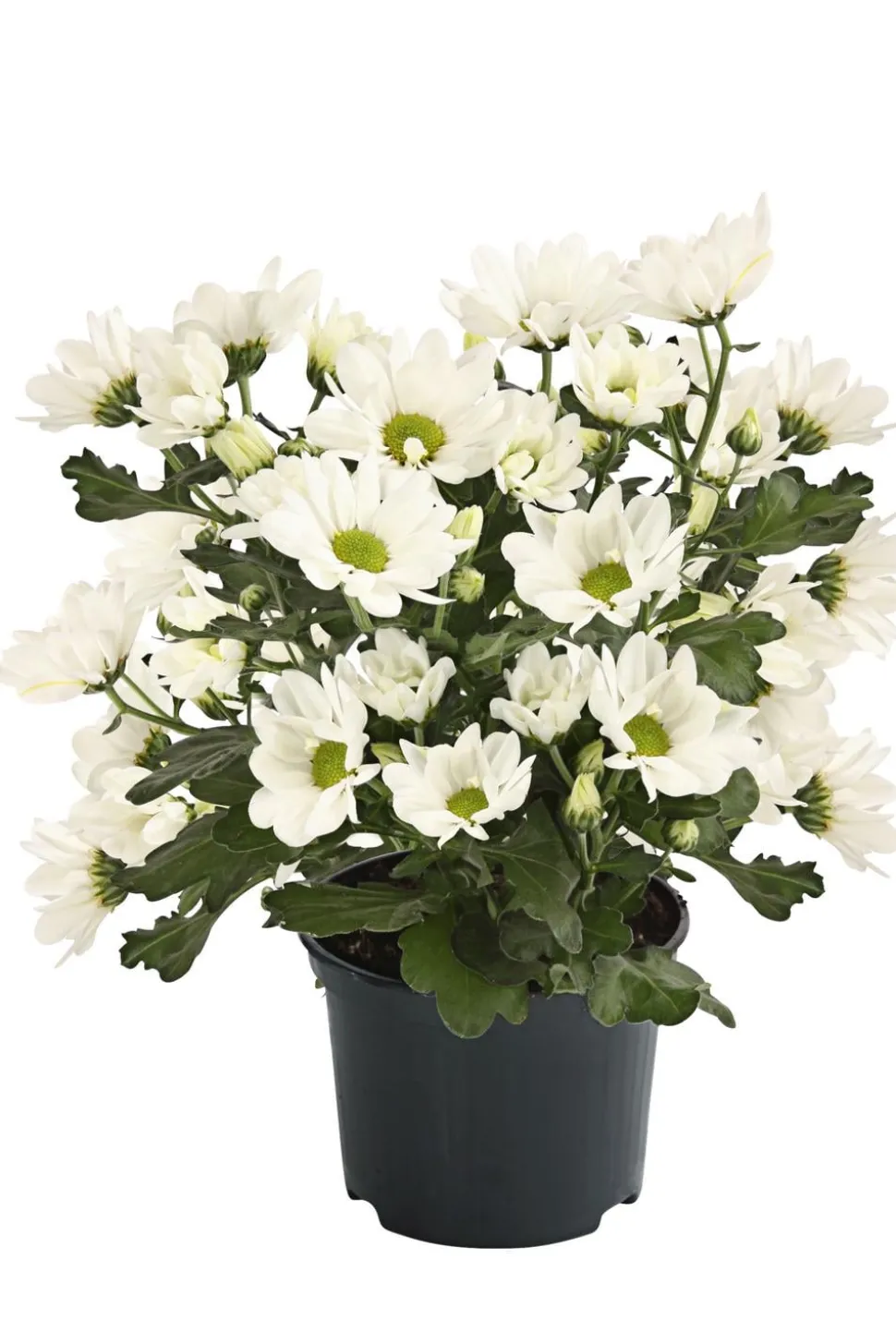 Topf-Chrysantheme, verschiedene Farben
