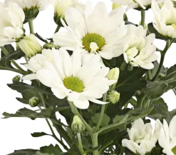 Topf-Chrysantheme, verschiedene Farben