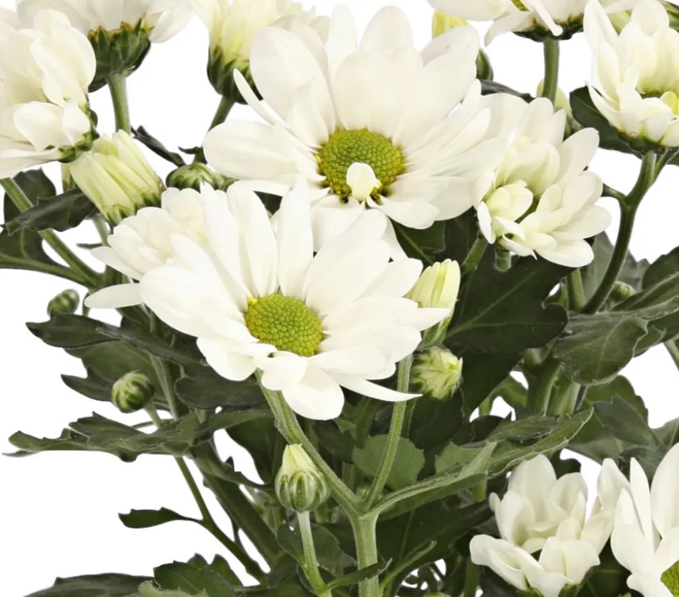 Topf-Chrysantheme, verschiedene Farben