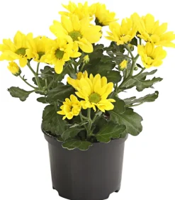 Topf-Chrysantheme, verschiedene Farben