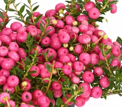 Torfmyrte, rosa