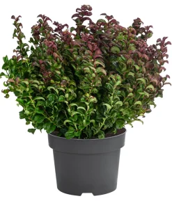Traubenheide 'Curly Red'