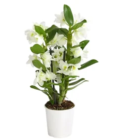 Trauben-Orchidee - Dendrobium nobile
