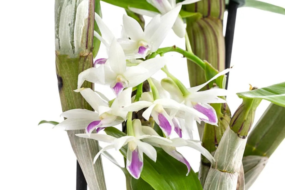Traubenorchidee - Dendrobium amethystoglossum