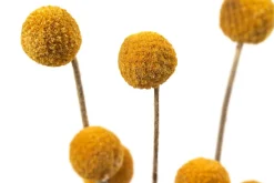 Trockenblumenbund Trommelschlägel