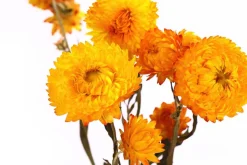 Trockenblumenbund Strohblume