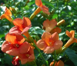 Trompetenblume 'Mme. Galen'