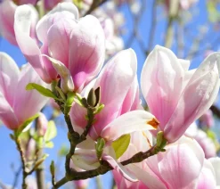 Tulpen-Magnolie
