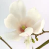 Tulpen-Magnolie 'Alba Superba'