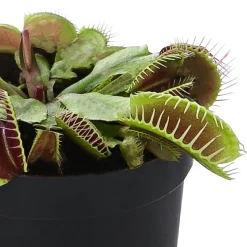 Venusfliegenfalle - Dionea muscipula