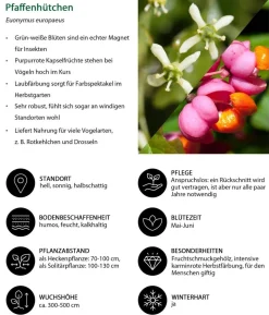 Vogelschutzhecke Drossel, 4-teilig