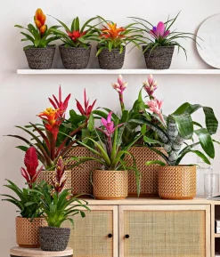 Vriesea - Bromelia cultivars, verschiedene Sorten