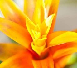 Vriesea - Bromelia cultivars, verschiedene Sorten