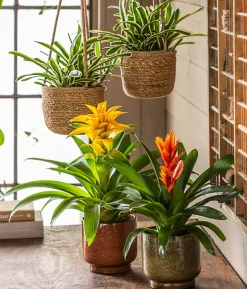 Vriesea - Bromelia cultivars 'Intenso Orange'