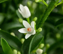 Wachsblume 'Flower Girl White'