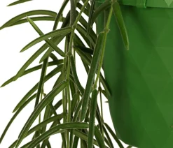Wachsblume - Hoya linearis, Ampel