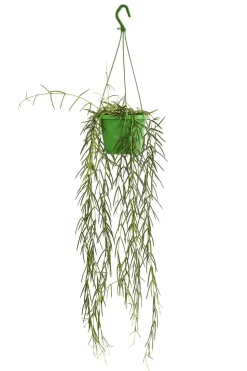Wachsblume - Hoya linearis, Ampel
