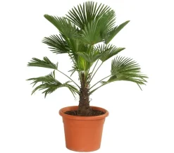 Wagners Hanfpalme