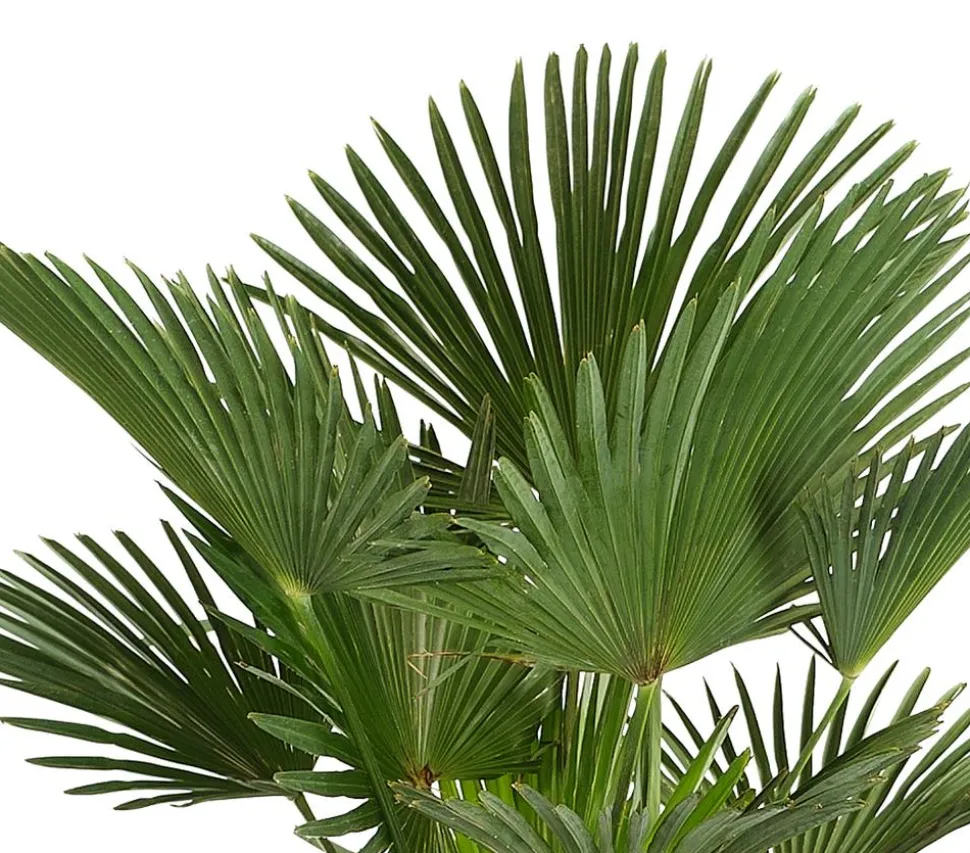 Wagners Hanfpalme