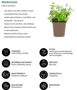 Waldmeister