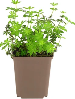 Waldmeister