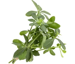 Waldmeister
