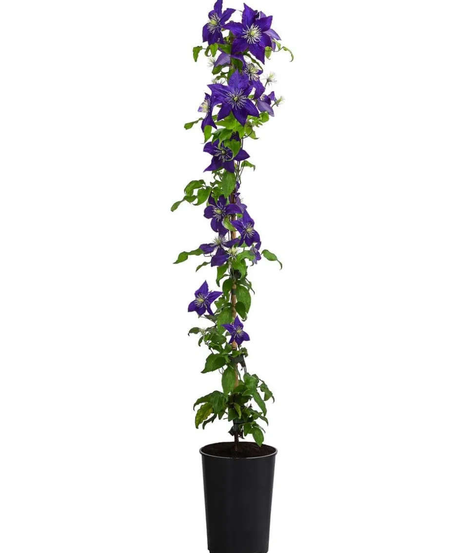 Waldrebe - Clematis