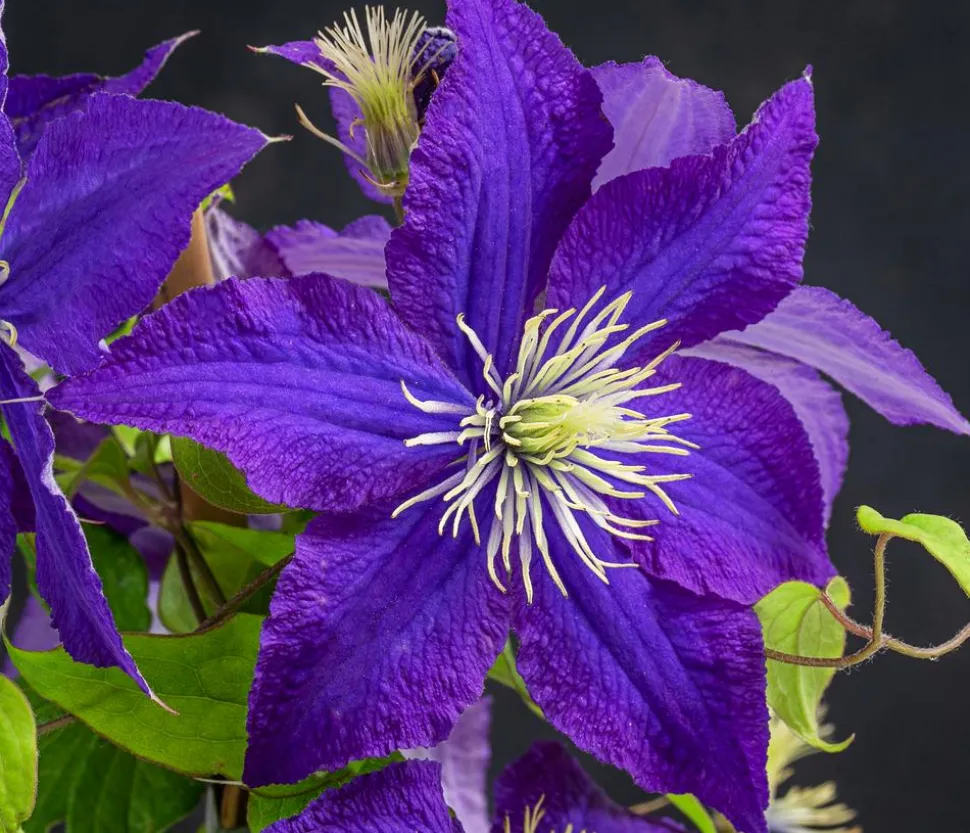 Waldrebe - Clematis