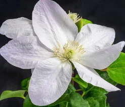 Waldrebe - Clematis