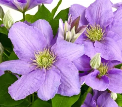 Waldrebe - Clematis, blau, Rankhilfe