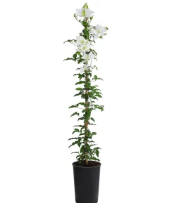 Waldrebe - Clematis 'Dancing Dorien®'
