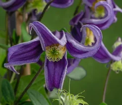 Waldrebe - Clematis 'Fascination'