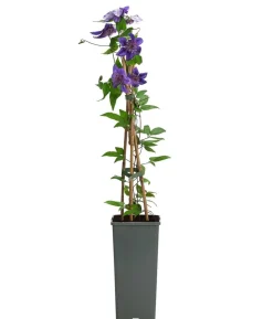 Waldrebe - Clematis 'Multi Blue'