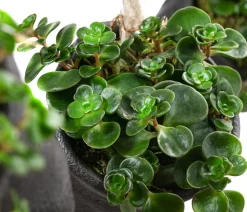 Wandhänger mit Fetthenne - Sedum makinoi 'Tornado', schwarz